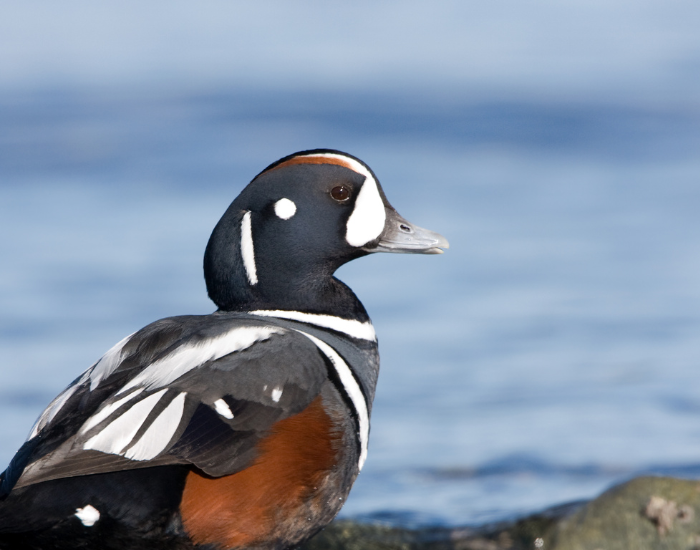 close-up-Harlequin-Duck.webp close up of a harlequin duck