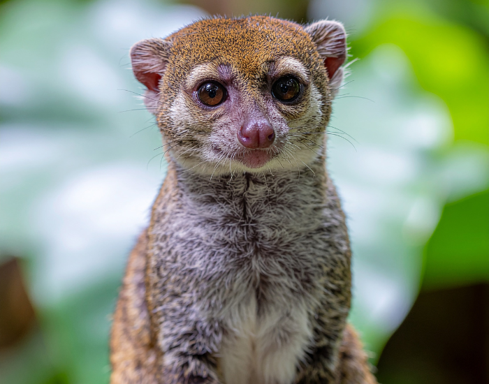 close up of a Kinkajou