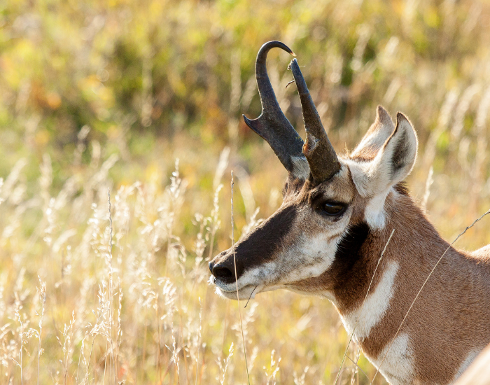 close up of a pronghorn head