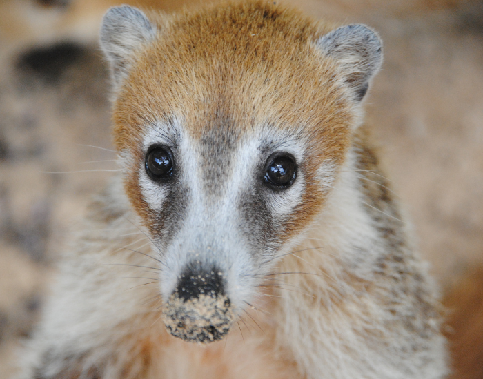close up of a coati face
