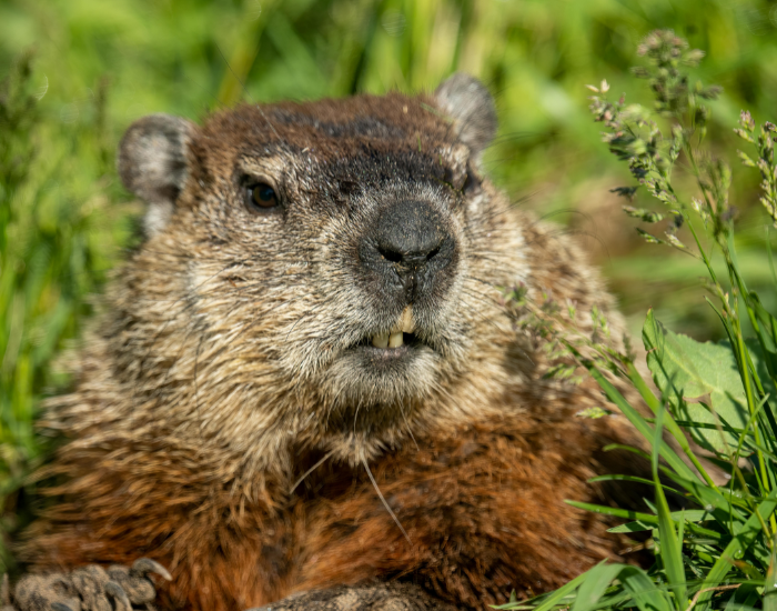 close-up-groundhog.webp close up of the head of a ground hog