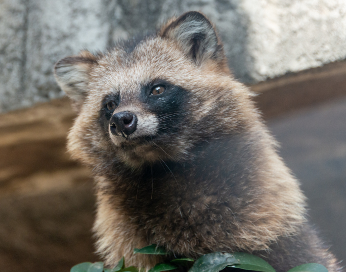 close-up-head-Tanuki.webp Close up of a tanuki head