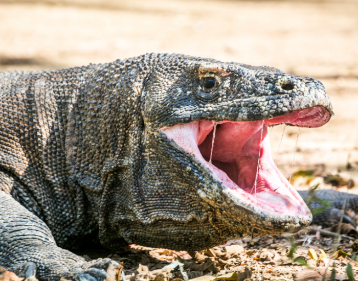 close-up-komodo-dragon.webp close up of a komodo dragon with its mouth open