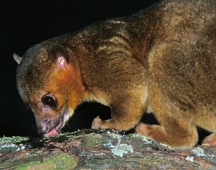 a honey bear licking honey from a tree branch