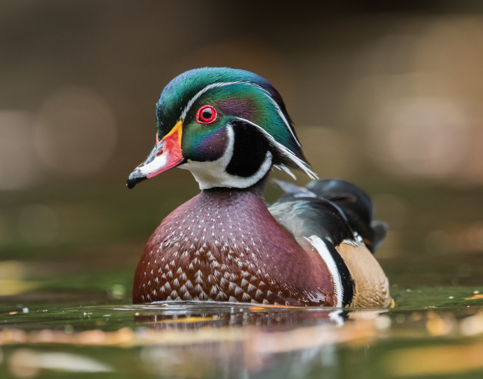 close-up-wood-duck.webp a wood duck swimming