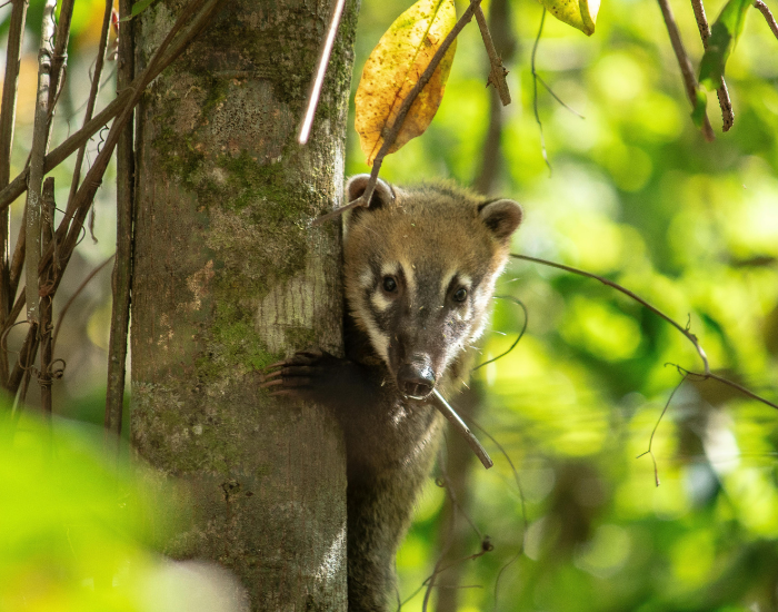 a coati climbing a tree