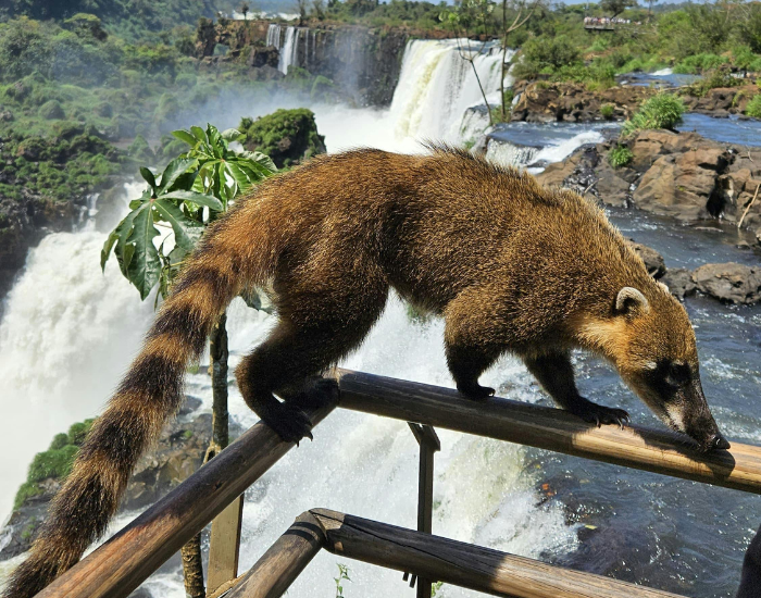 a coati walking on a balcony with waterfalls on the background