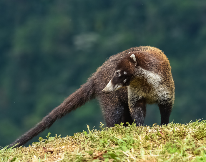 a coati standing over grass