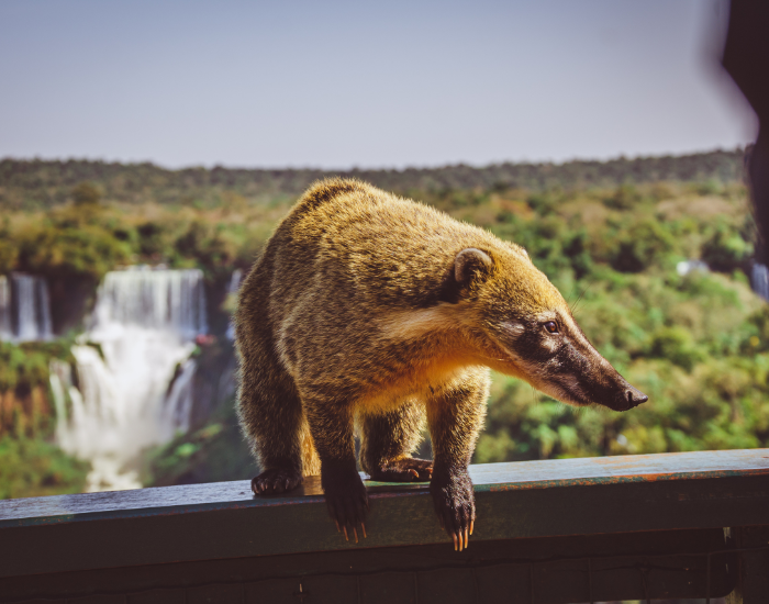coatimundi standing on a balcony with a waterfall on the background