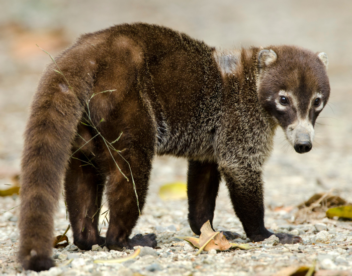 coatimundi standing on the ground