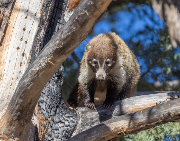 a coati on top of a tree climbing at night