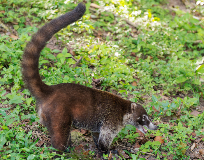 coati walking with a upright tail