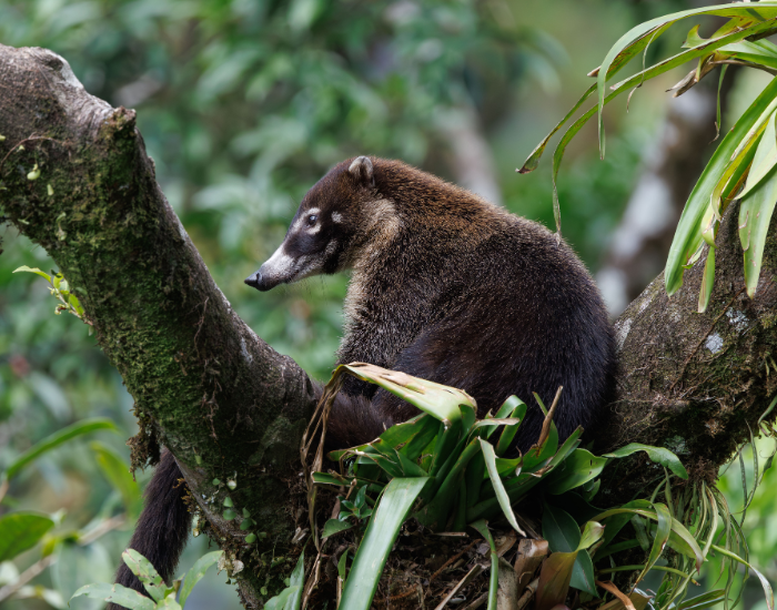 a coati on a tree in the wild