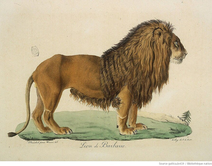 couple-of-Panthera-leo-leo-barbary-lion-2.webp barbarian lion painting
