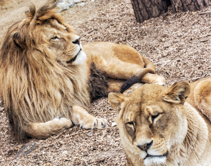 couple-of-Panthera-leo-leo-barbary-lion.webp couple of barbarian lion in captivity