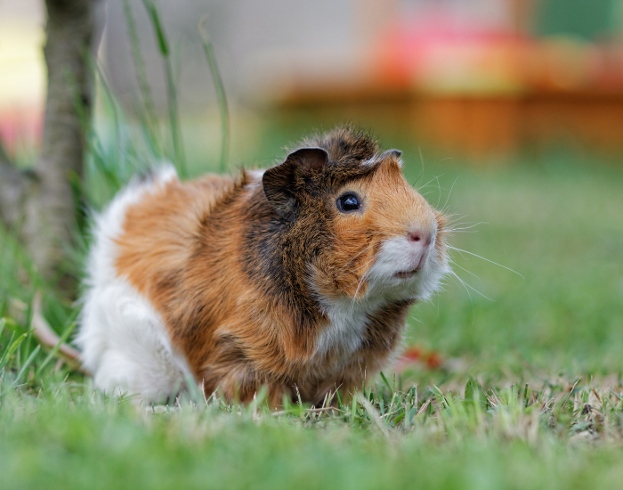 cuy and guinea pig on grass