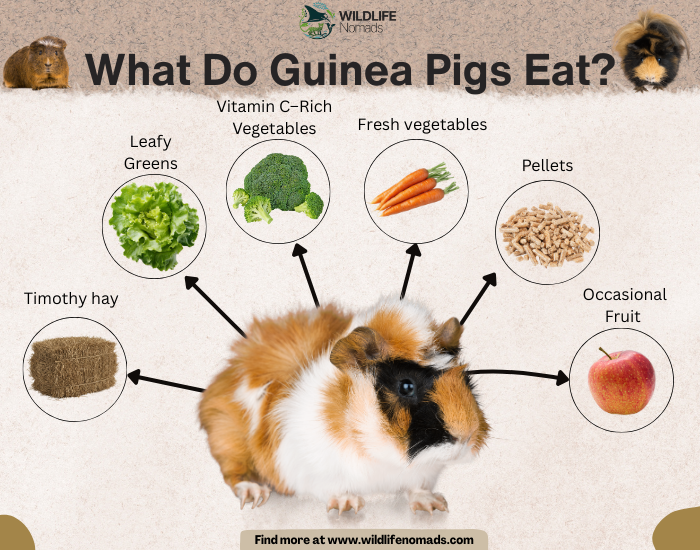 cuy-Guinea-pigs-diet.webp infographic showing the main diet of guinea pigs