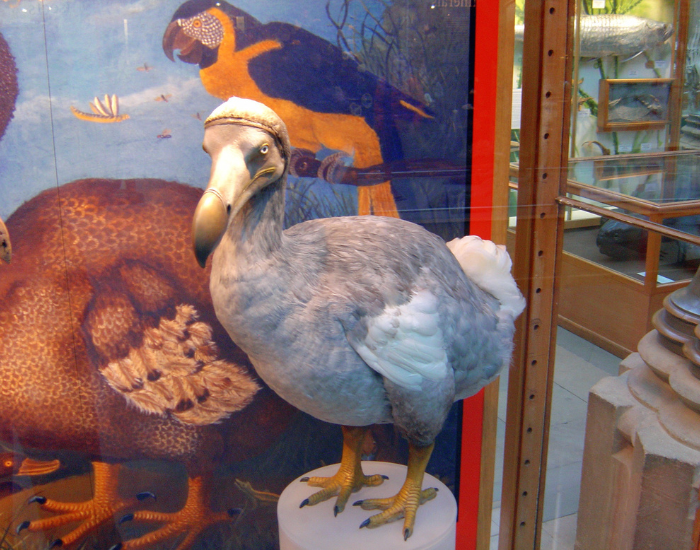 a dodo replica standing in a museum