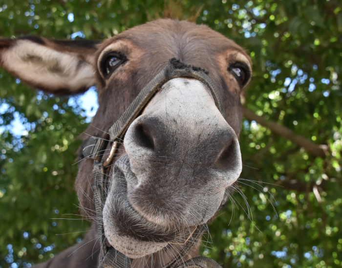 close up of a donkey