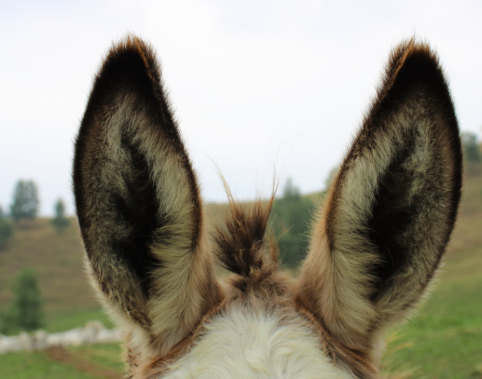 close up of donkey ears
