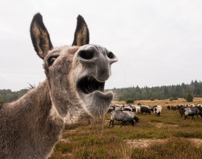 close up of a donkey braying in front of sheep