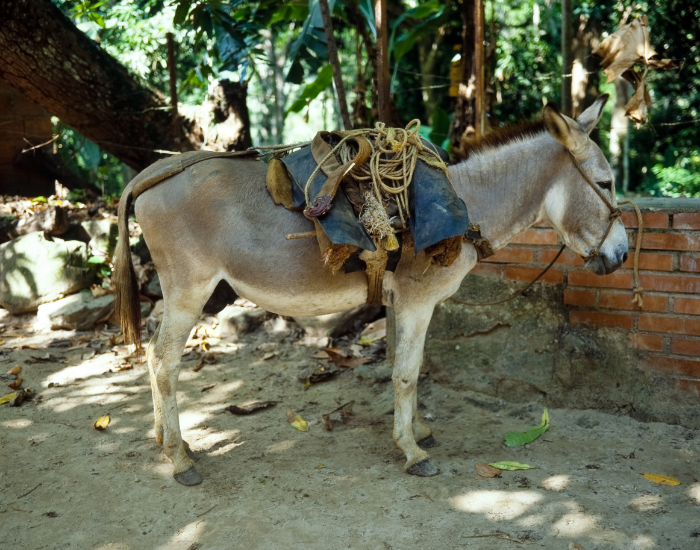donkey with a saddle on
