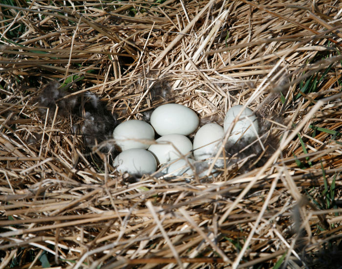 duck-nest.webp a duck nest