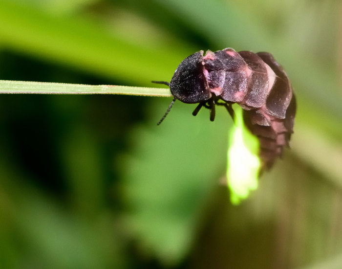 female-Lampyris-noctiluca.webp glow worm close up shinning