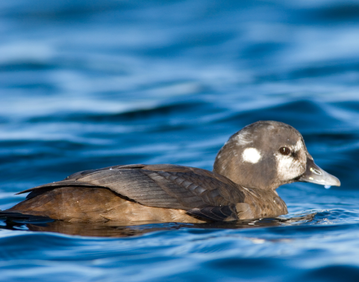 female-harlequin-Duck.webp female harlequin duck swimming