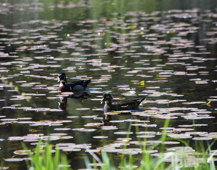 female-male-wood-duck-swimming.webp two wood ducks swimming on a lake in canada