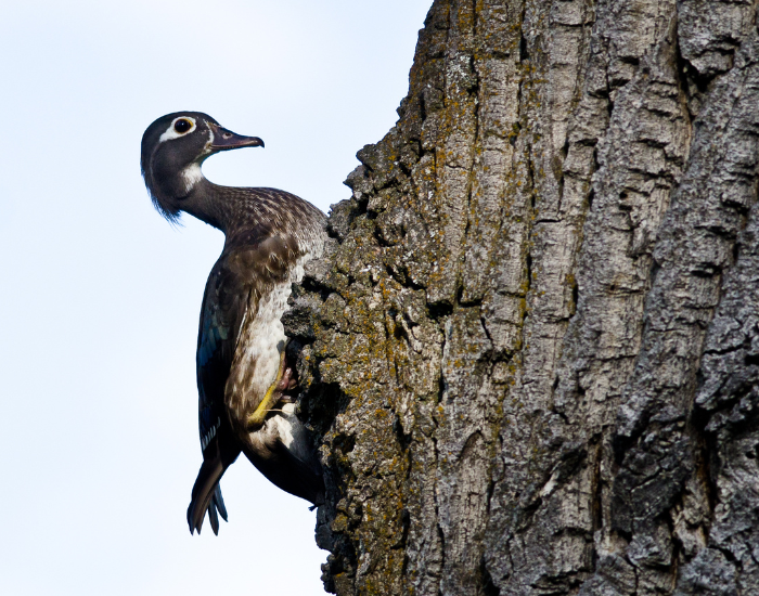 female-wood-duck-nest-tree.webp a female wood duck on a tree