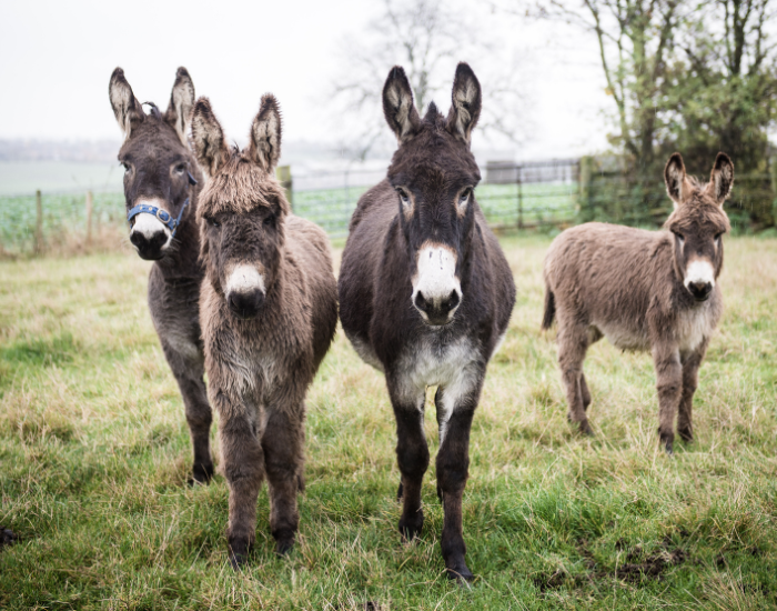 group of four donkeys standing on grass