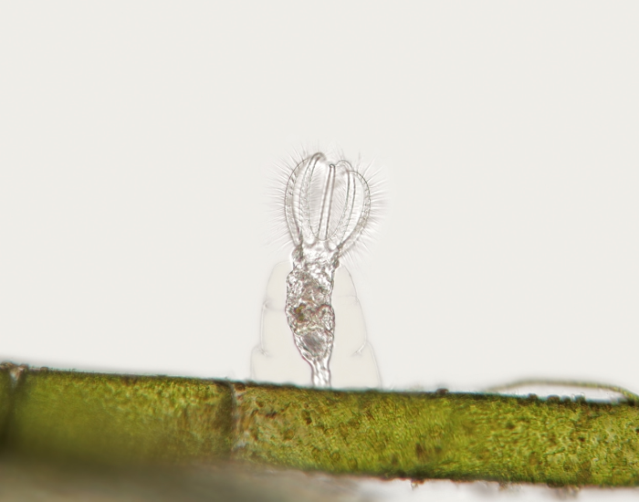 freshwater-rotifer-2.webp a rotifer under a microscope