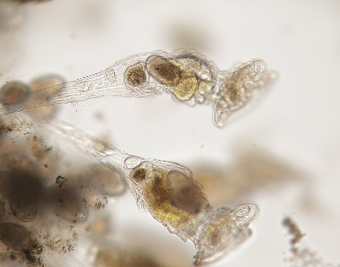 freshwater-rotifer.webp microscopic rotifers