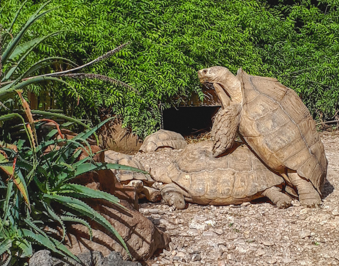 giant tortoises mating