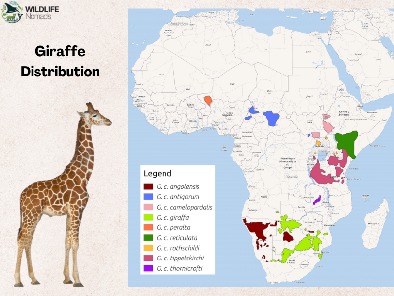 a map of Africa showing the distribution of giraffes