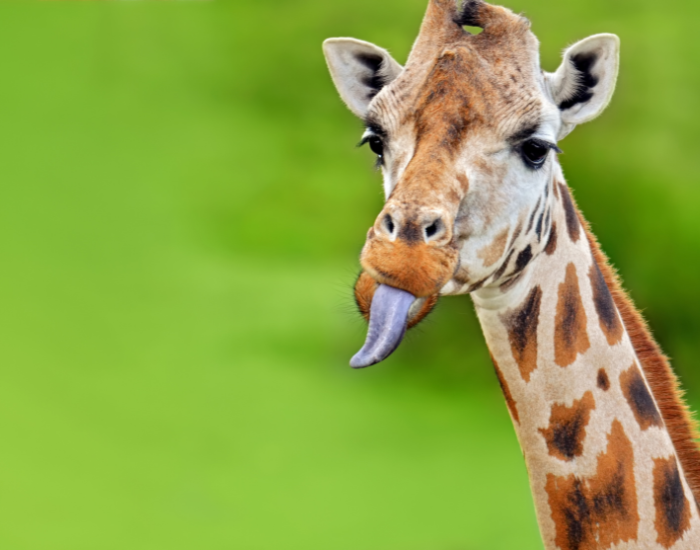 close up of a giraffe head sticking its head