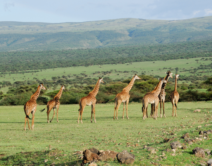 a group of giraffes in the wild walking