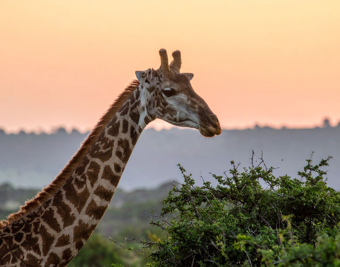 a close up of a giraffe's neck