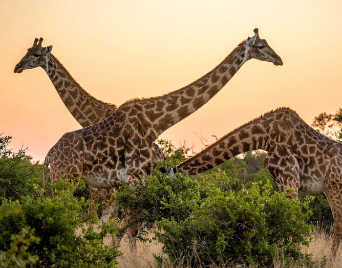 three giraffes in the wild foraging