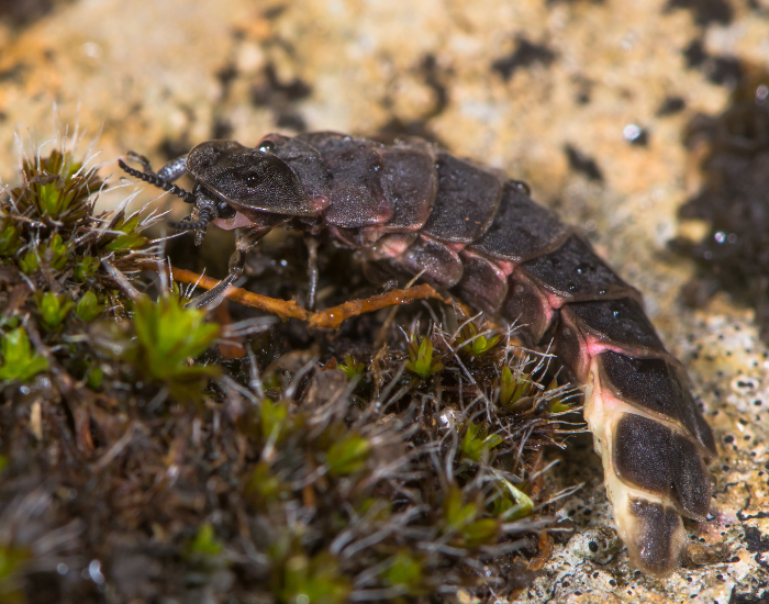 glow-worm-Lampyris-noctiluca.webp glow worm close up