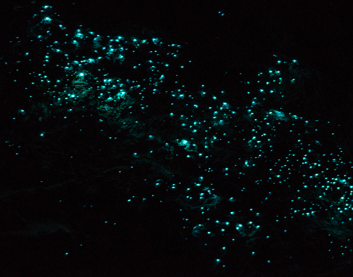 glow-worm-in-cave-3.webp cave of glow worms