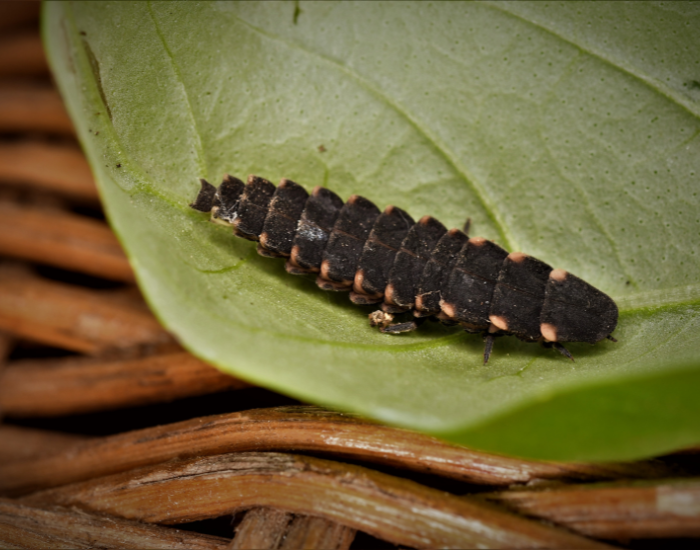 glow-worm-larva.webp close up of a. glow worm larvae on a leaf