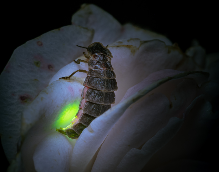 glow-worm-light-close-up.webp a close up of a glow worm lampyris on a flower