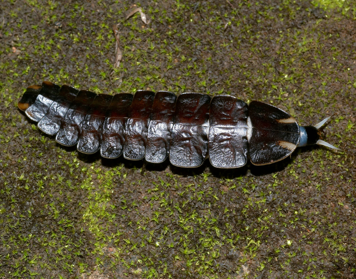 glow-worm.webp clos eup of a glow worm inside a cave