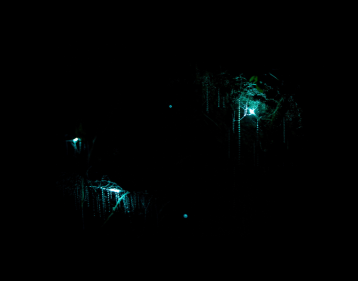 glow-worms.webp cave of glow worms