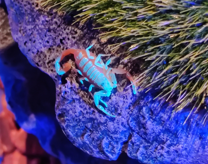 glowing-Arizona-bark-scorpion-uv-light.webp arizona bark scorpion under uv light