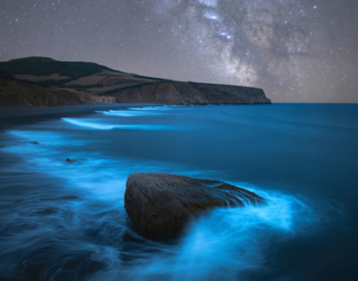 glowing dinoflagellates ocean
