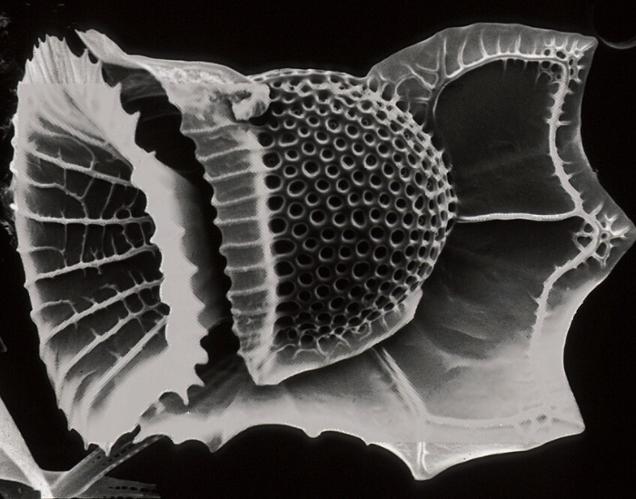 close up of a dinoflagellate