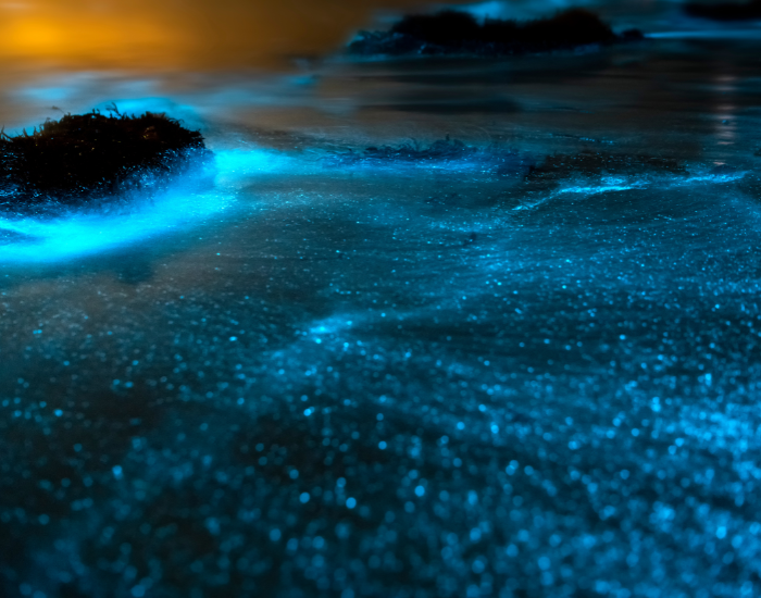 bioluminescent dinoflagellates on the beach in Jervis australia